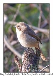 Grey Bushchat, female