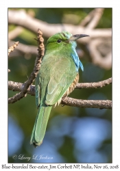 Blue-bearded Bee-eater