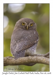 Jungle Owlet