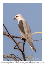 Black-winged Kite