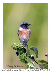 Grey Bushchat, male