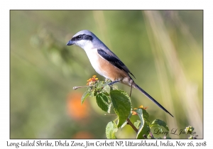 Long-tailed Shrike