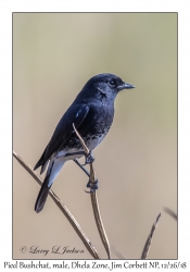 Pied Bushchat, male