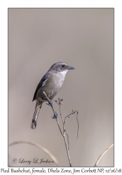 Pied Bushchat, female