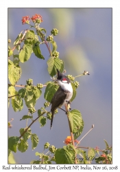 Red-whiskered Bulbul