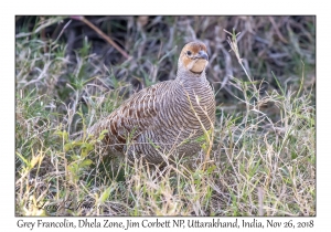 Grey Francolin