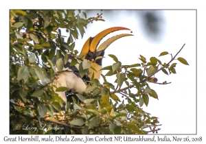 Great Hornbill, male