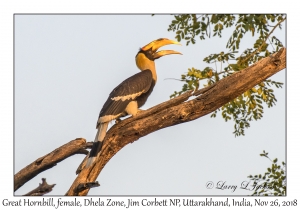 Great Hornbill, female