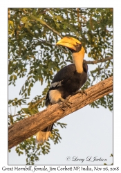 Great Hornbill, female