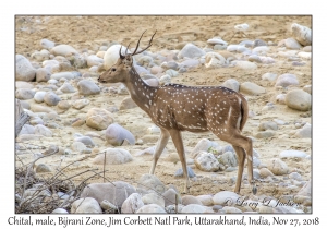 Chital, male