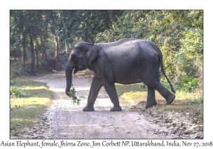 Asian Elephant, female