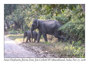 Asian Elephant, female & young