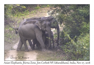 Asian Elephant, female & young