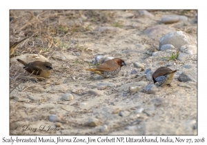 Scaly-breasted Munia