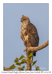 Crested Hawk Eagle