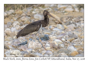 Black Stork, immature