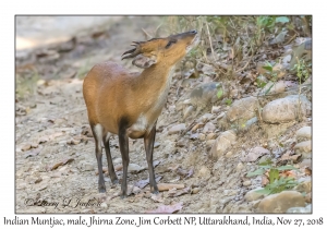 Indian Muntjac, male