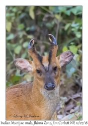 Indian Muntjac, male