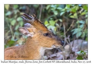 Indian Muntjac, male