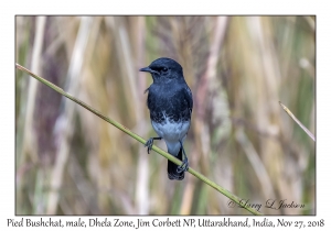 Pied Bushchat, male