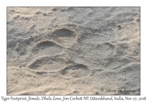 Tiger Footprint, female