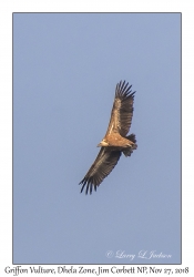 Griffon Vulture