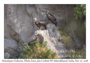 Himalayan Vultures