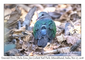 Emerald Dove