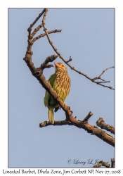 Brown-headed Barbet