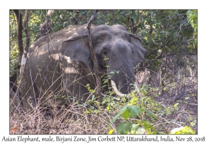 Asian Elephant, male