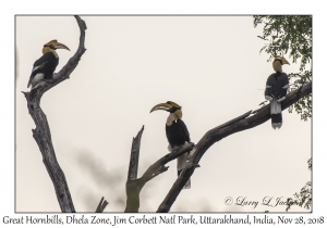 Great Hornbills