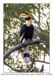 Great Hornbill, male