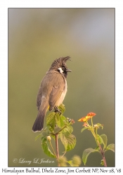 Himalayan Bulbul