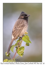 Red-vented Bulbul