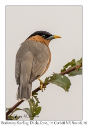 Brahminy Starling