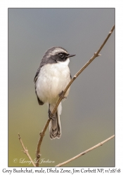 Grey Bushchat, male