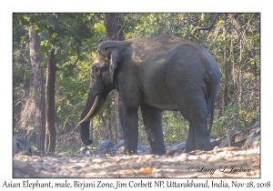 Asian Elephant, male