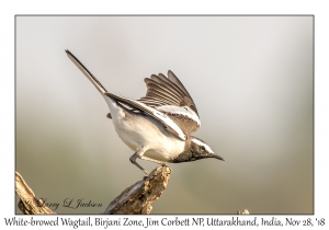 White-browed Wagtail