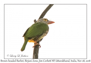 Brown-headed Barbet