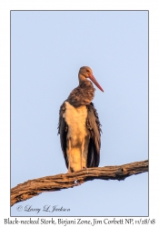 Black-necked Stork