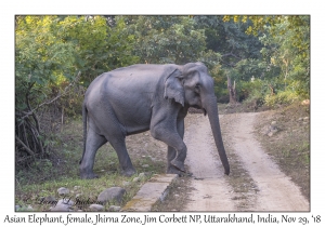 Asian Elephant, female