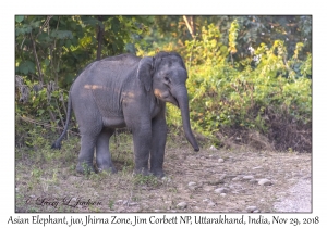 Asian Elephant, juvenile