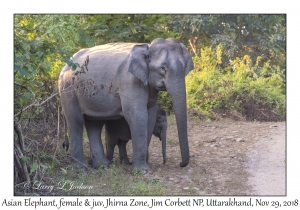 Asian Elephant, female & young