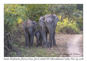Asian Elephant, female & young