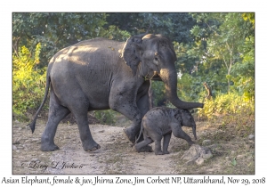 Asian Elephant, female & young
