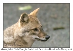 Golden Jackal