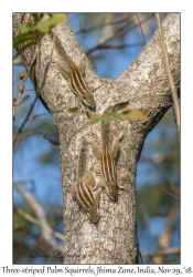 Three-striped Palm Squirrels