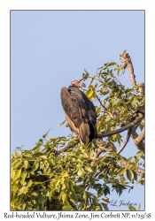 Red-headed Vulture