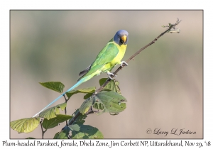 Plum-headed Parakeet, female