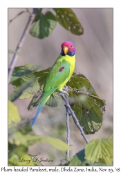 Plum-headed Parakeet, female